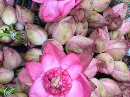 Yoga Nidra 7- Objects 