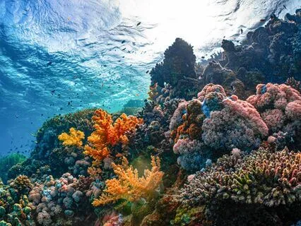 Yoga Nidra Sleep: An Ocean Of Deep Rest