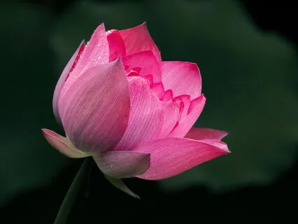 Yoga Nidra: A Journey Through The 5 Koshas