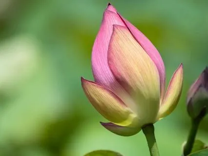 Yoga Nidra: A Journey Through The 5 Koshas