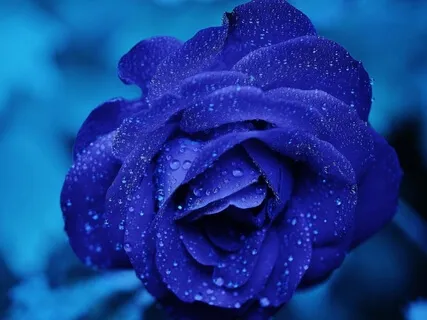 Yoga Nidra: A Meditation Of The Senses