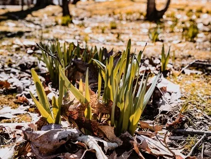 Yoga Nidra- A Peaceful Garden Journey