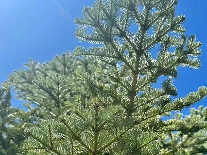 Yoga Nidra Above The Noise