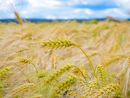 Yoga Nidra:  Abundance