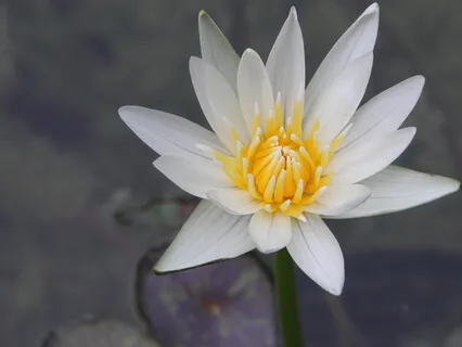 Affirmations To Create Purpose In Your Life