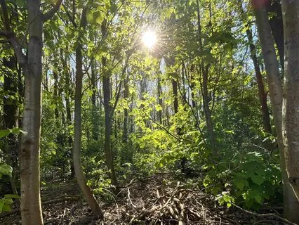 Yoga Nidra - Among The Trees