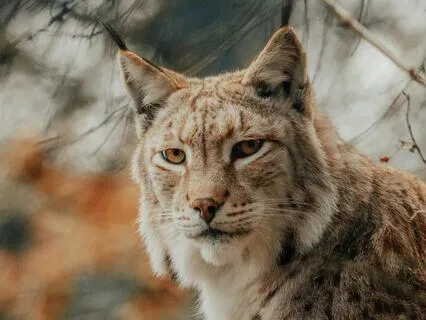 Yoga Nidra: An Encounter With Your Kindred Animal