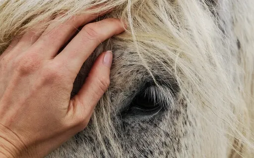 Yoga Nidra & Light Breathwork - The Magic Power Of The Horse