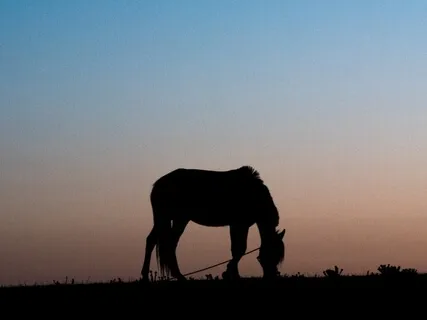 Yoga Nidra Animal Wisdom