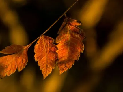 Yoga Nidra ~ Autumn Release ~ Shedding Your Leaves