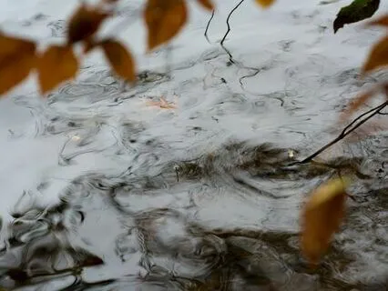 Yoga Nidra: Autumn Swirling On The Threshold