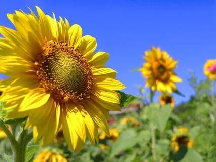 Yoga Nidra: Awaken The Inner Sun