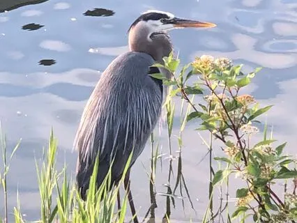 Yoga Nidra: Becoming The Witness