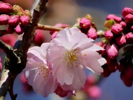 Yoga Nidra: Blossoming Into Being