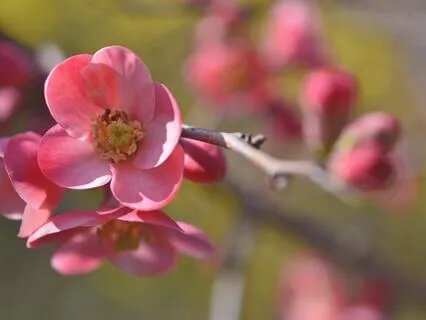 Yoga Nidra: Blossoming Presence