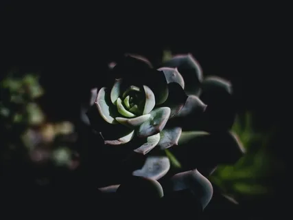 Yoga Nidra Body Love