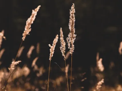 Yoga Nidra Body Scan