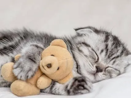 Yoga Nidra: Breathe, Rest, Sleep, Heal