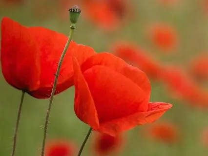 Yoga Nidra Calm Your Mind & Body Effortlessly