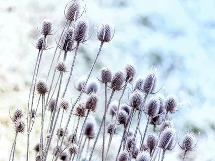 Yoga Nidra - Calming Down