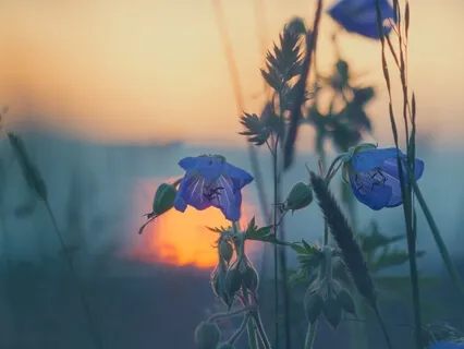 Yoga Nidra Chakra Balancing