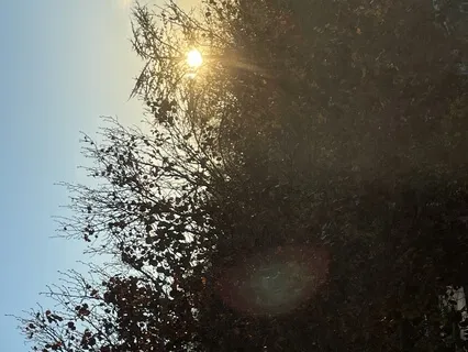 Yoga Nidra Chakras 50 Minutes