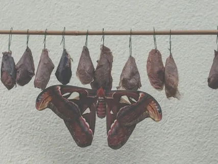 Yoga Nidra - Cocoon Of Transformation