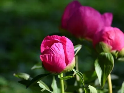 Yoga Nidra: Communion With The Higher Self