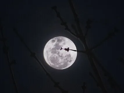 Yoga Nidra Community + Connection