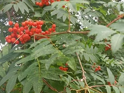 Yoga Nidra - Connecting With The Earth In Summertime