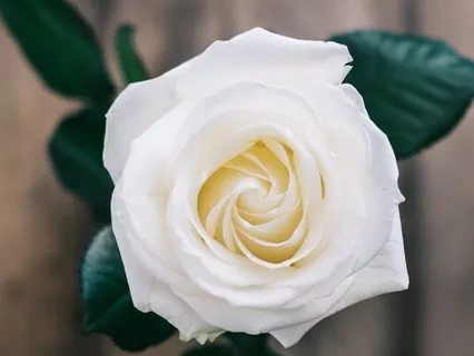 Yoga Nidra | Cultivate Gratitude