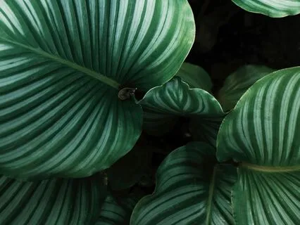 Yoga Nidra: [Day 2] Feeling Supported By The Earth