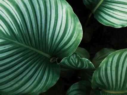 Yoga Nidra: [Day 3] Creating Inner Safety