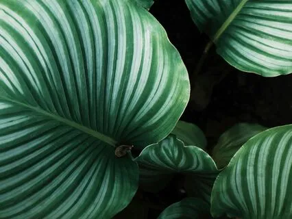 Yoga Nidra: [Day 4] Regulating With Breath