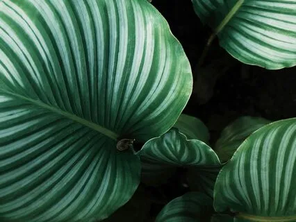 Yoga Nidra: [Day 5] Deep Parasympathetic Rest