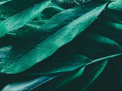 Yoga Nidra Deep Mind & Body Healing