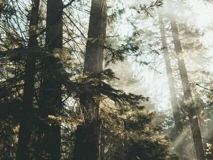 Yoga Nidra | Deep Relaxation