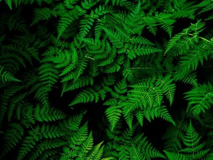 Yoga Nidra For Nervous System Deep Rest