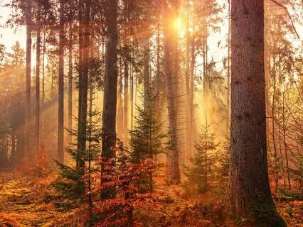 Yoga Nidra: Deep Rest & Relaxation For The Mind And Body