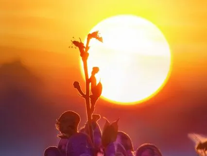 Yoga Nidra - Dream Journey: Sun Temple