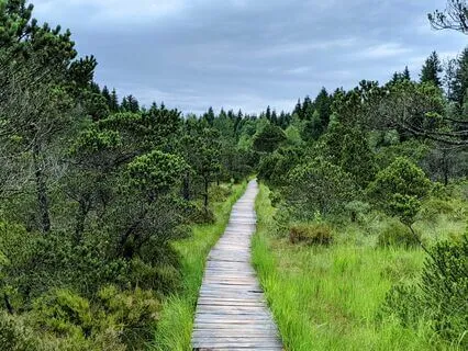 Yoga Nidra - Dream Journey: Temple