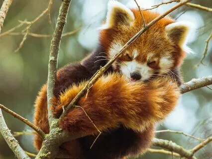 Yoga Nidra: Grounded & Balanced Sleep | Annamaya Kosha