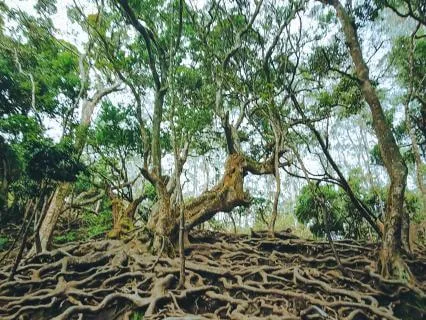 Yoga Nidra: Earth | Root Chakra | No Music