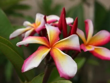 Yoga Nidra: Elemental Joy