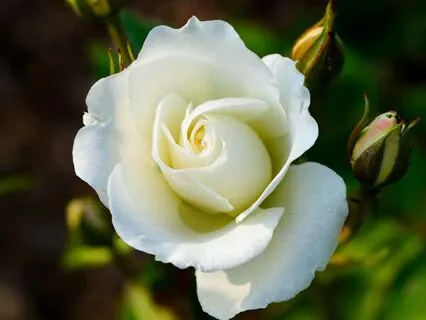 Yoga Nidra: Embodying Fullness Of Your Being On The New Moon