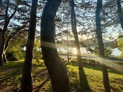 Yoga Nidra: Embodying The Inner Wisdom Of The Tree