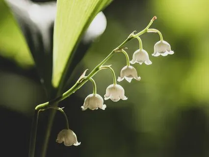 Yoga Nidra: Embodying Timeless Wisdom