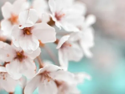 Yoga Nidra: Embracing Your Wholeness