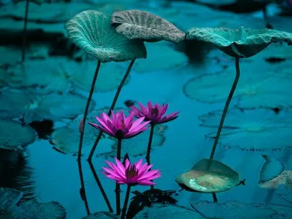 Yoga Nidra: Enchanted Waters With Fairies And Sprites