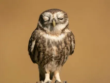 Yoga Nidra: Energy Flow To Rest, Sleep, Nap